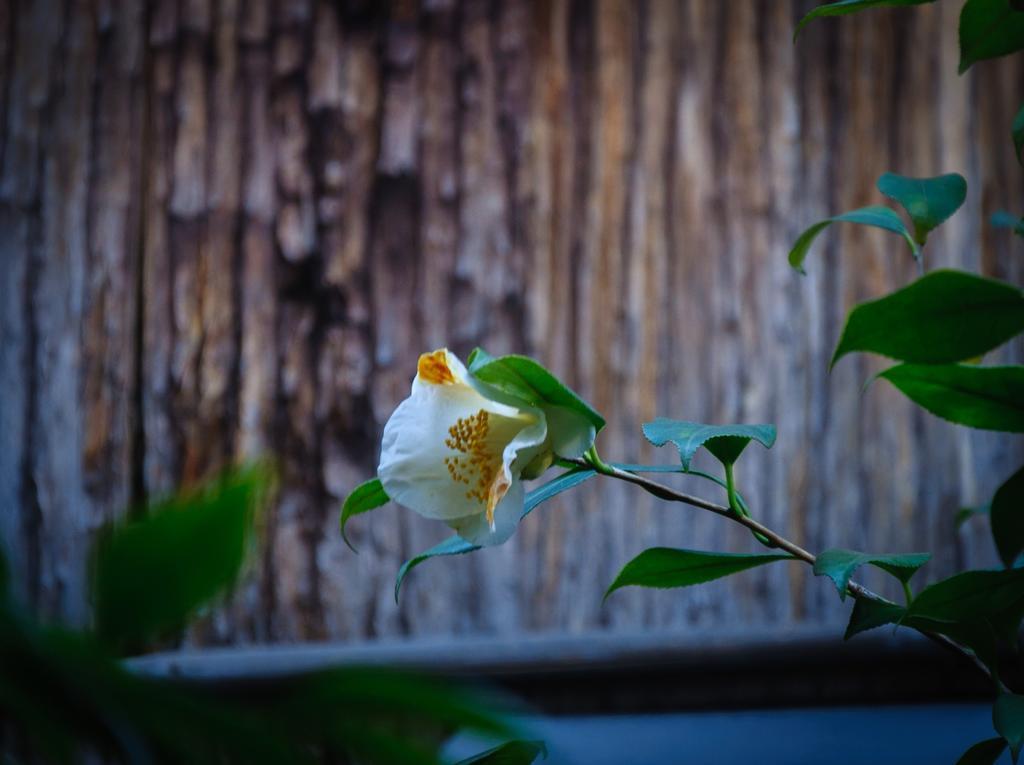 Kumomachiya Gionhanami Kyoto Exterior photo